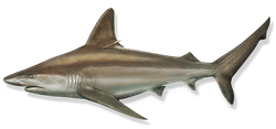 sandbar shark