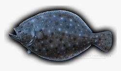 summer flounder